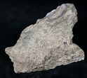 Triceratops Head Shield Section - Montana #12925-1